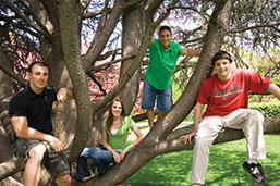 Photo of students sitting in a tree. 